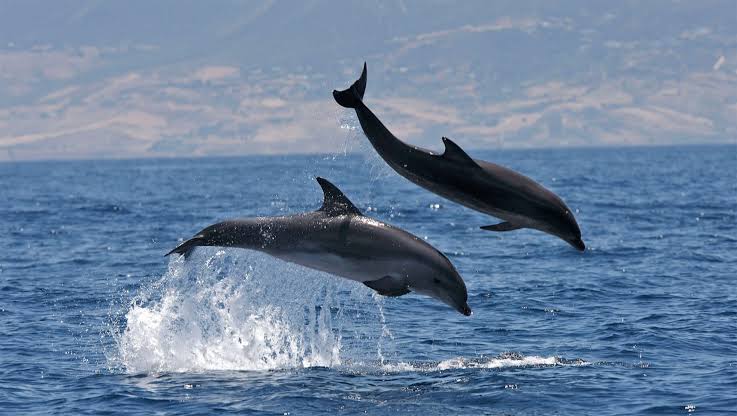 dauphin six four les plages